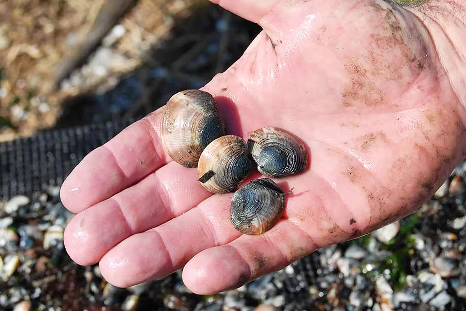 A close-up of a hand holding several small, wet clams freshly collected from Barnegat Bay during a marine science program.