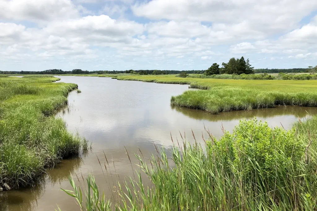 A calm tidal creek surrounded by lush green salt marsh grasses under a bright sky with scattered clouds.