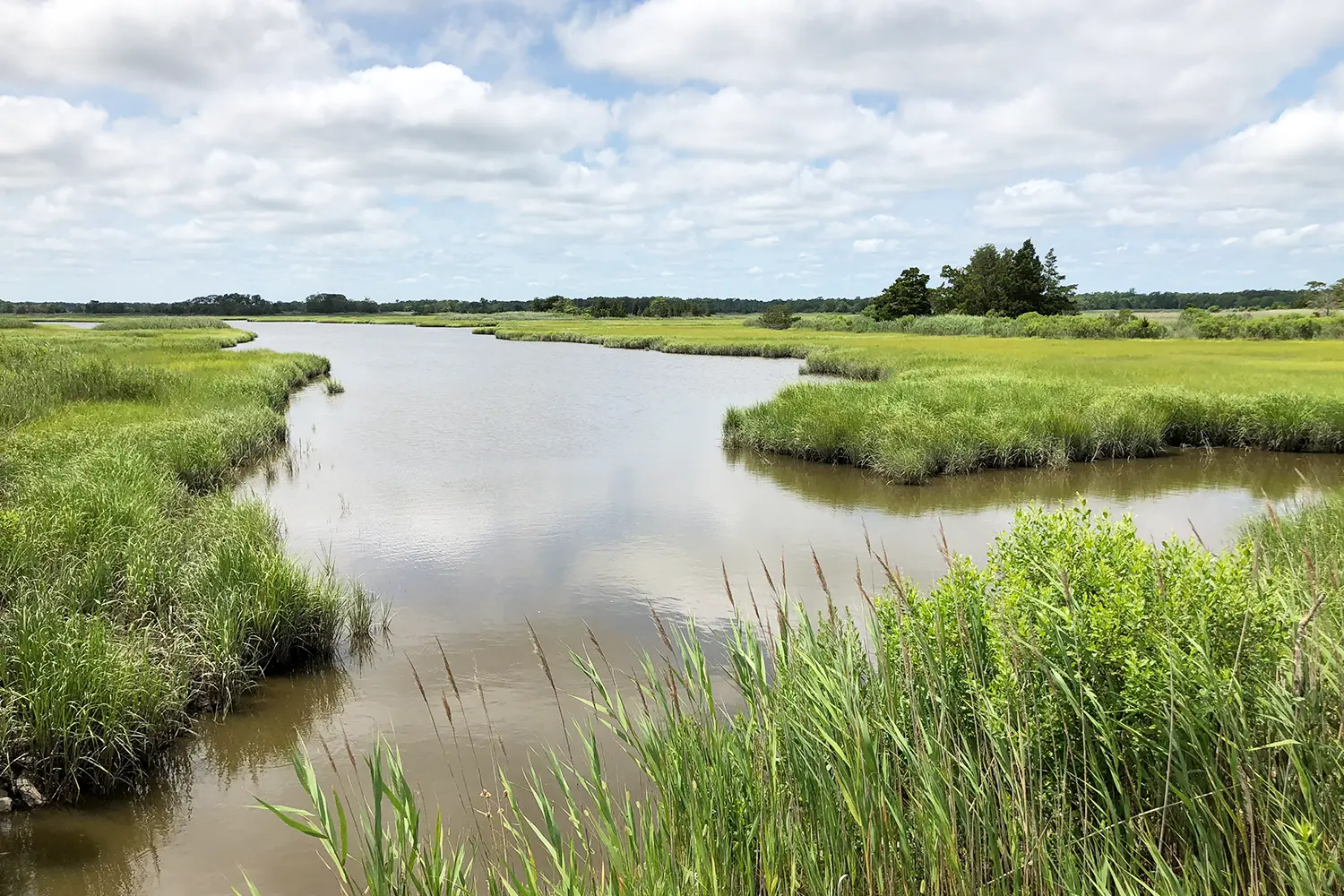 A calm tidal creek surrounded by lush green salt marsh grasses under a bright sky with scattered clouds.