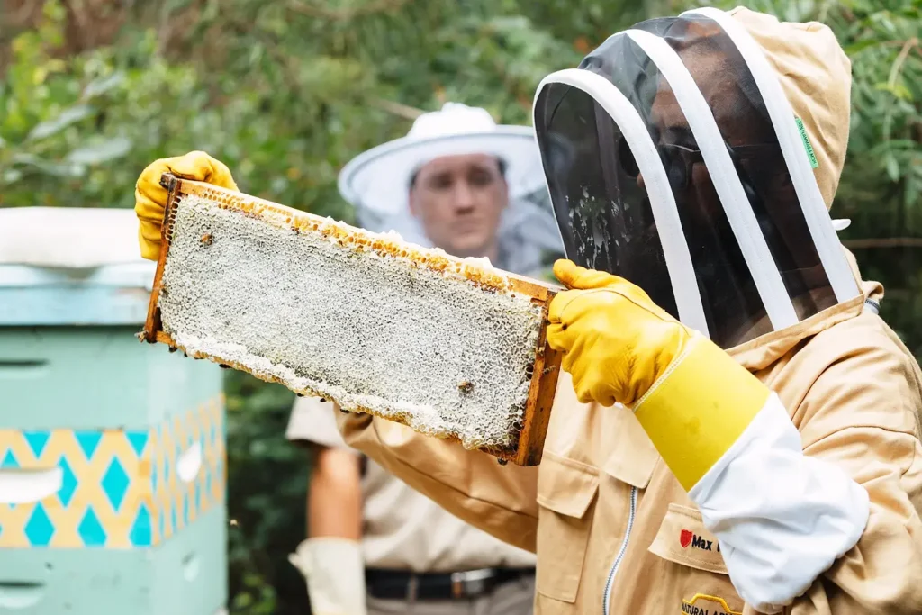 A beekeeper in protective gear holds a honeycomb frame filled with capped honey at the LBIF apiary.