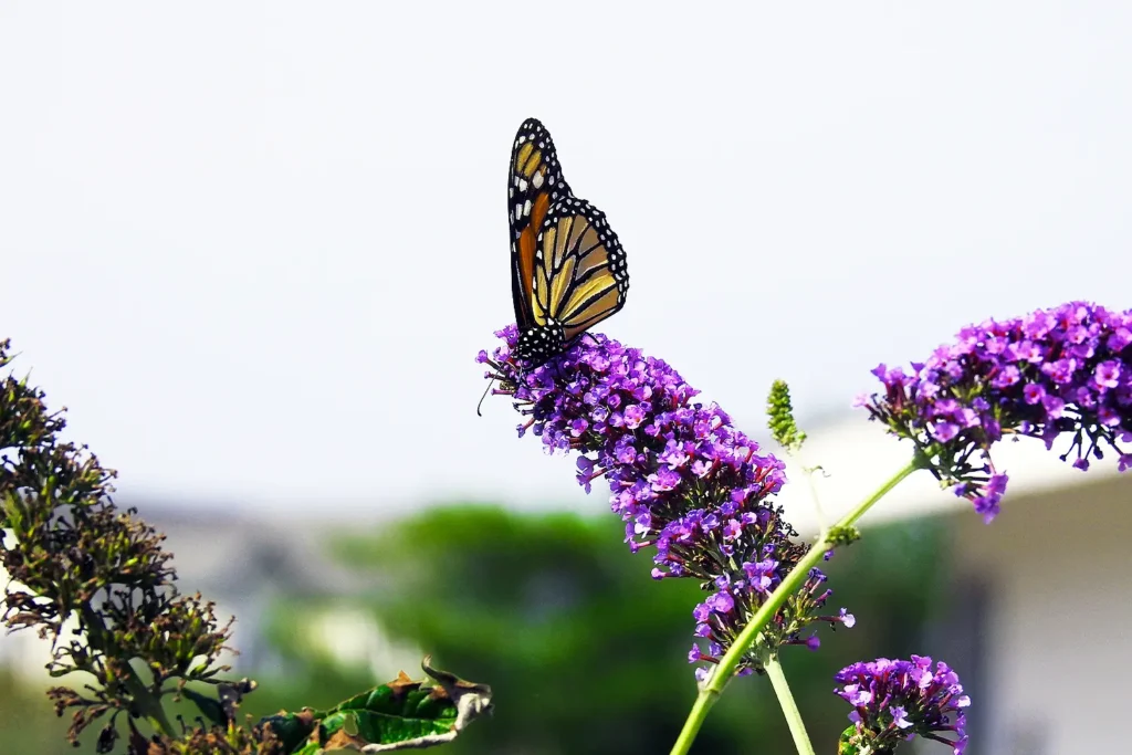 A monarch butterfly perched on a cluster of vibrant purple flowers in the pollinator garden at the Long Beach Island Foundation of the Arts and Sciences.