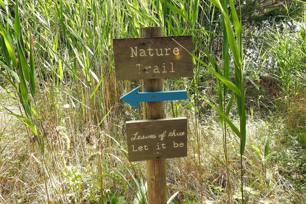 A wooden signpost surrounded by tall green reeds on the LBIF Nature Trail. The top sign reads “Nature Trail” with a blue arrow pointing left, and the bottom sign reads “Leaves of three, let it be.”