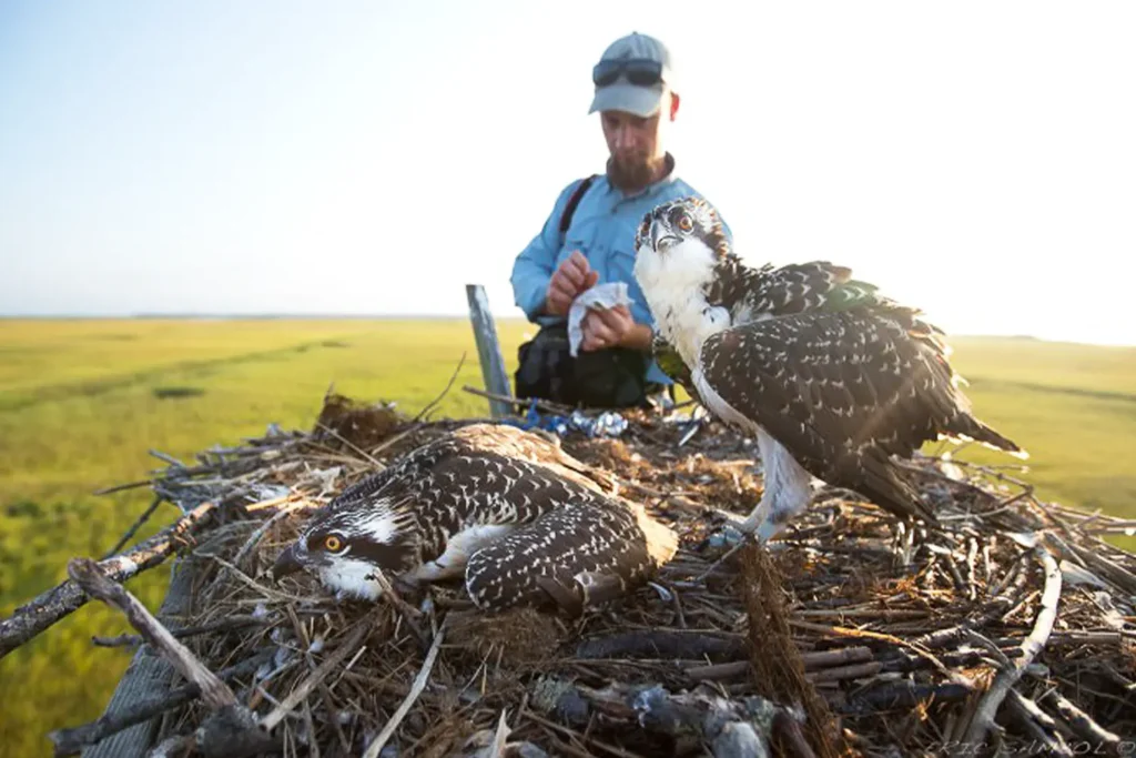 Two ospreys stand in a large nest while a researcher observes and records data in the marsh landscape behind them.