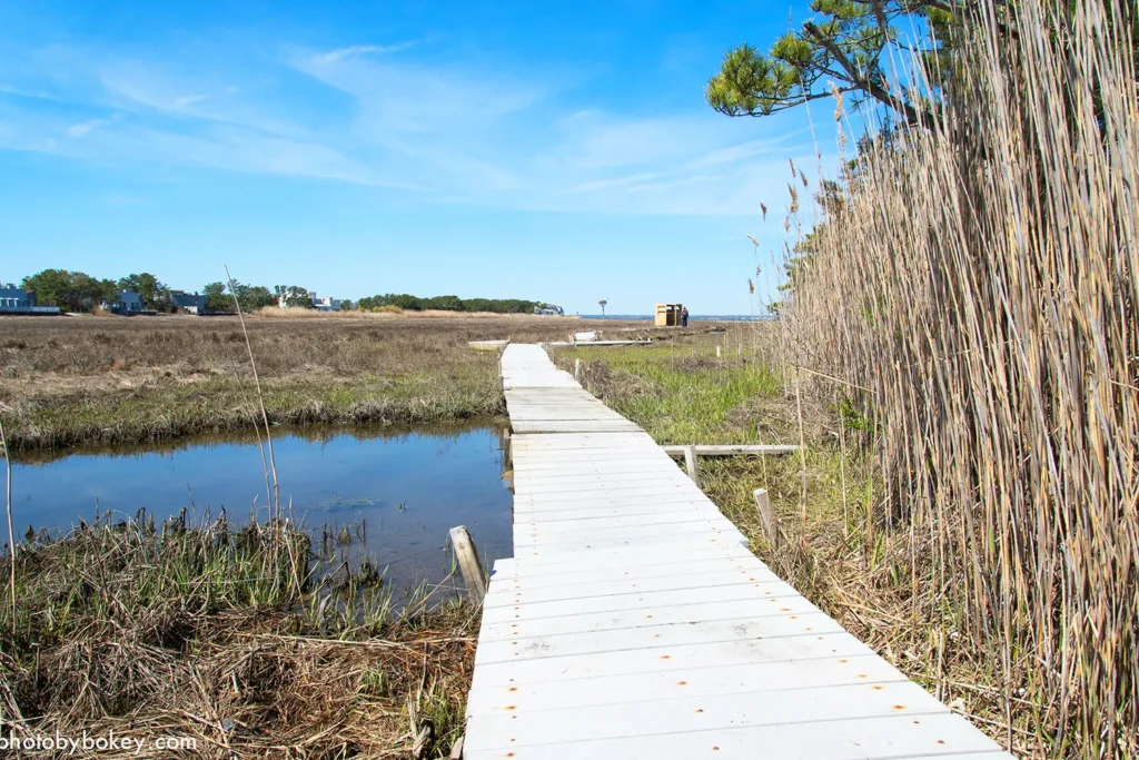 A wooden boardwalk winds through coastal marshland at LBIF, bordered by tall reeds, tidal water, and open sky.