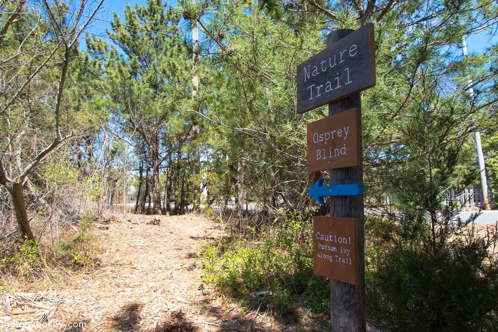 Wooden signpost along a sandy forest path at LBIF reads “Nature Trail,” “Osprey Blind,” and “Caution! Poison ivy along trail,” surrounded by pine trees and coastal vegetation.