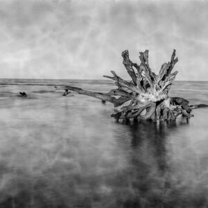 Cypress Roots, Lake Pontchartrain