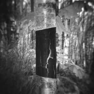 Stripped Birch